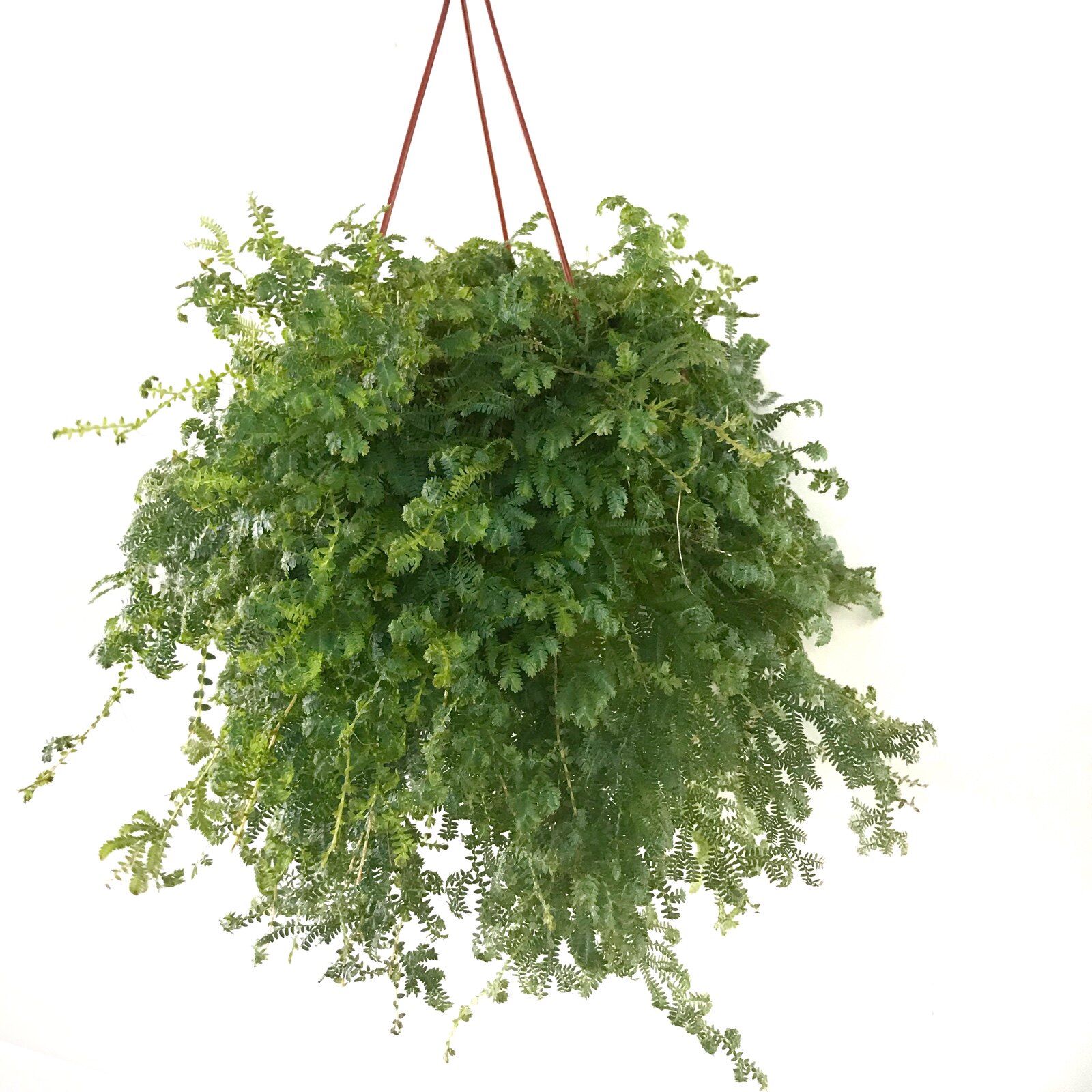 去甲醛植物 盆栽_变色龙垂吊篮植物室内阳台花卉绿植园艺小盆栽净化