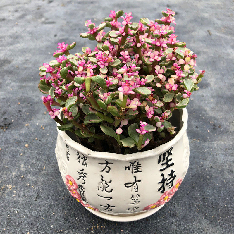 金枝玉叶老桩_雅乐之舞盆栽 多肉植物老桩金枝玉叶绿植室内常青原盆原