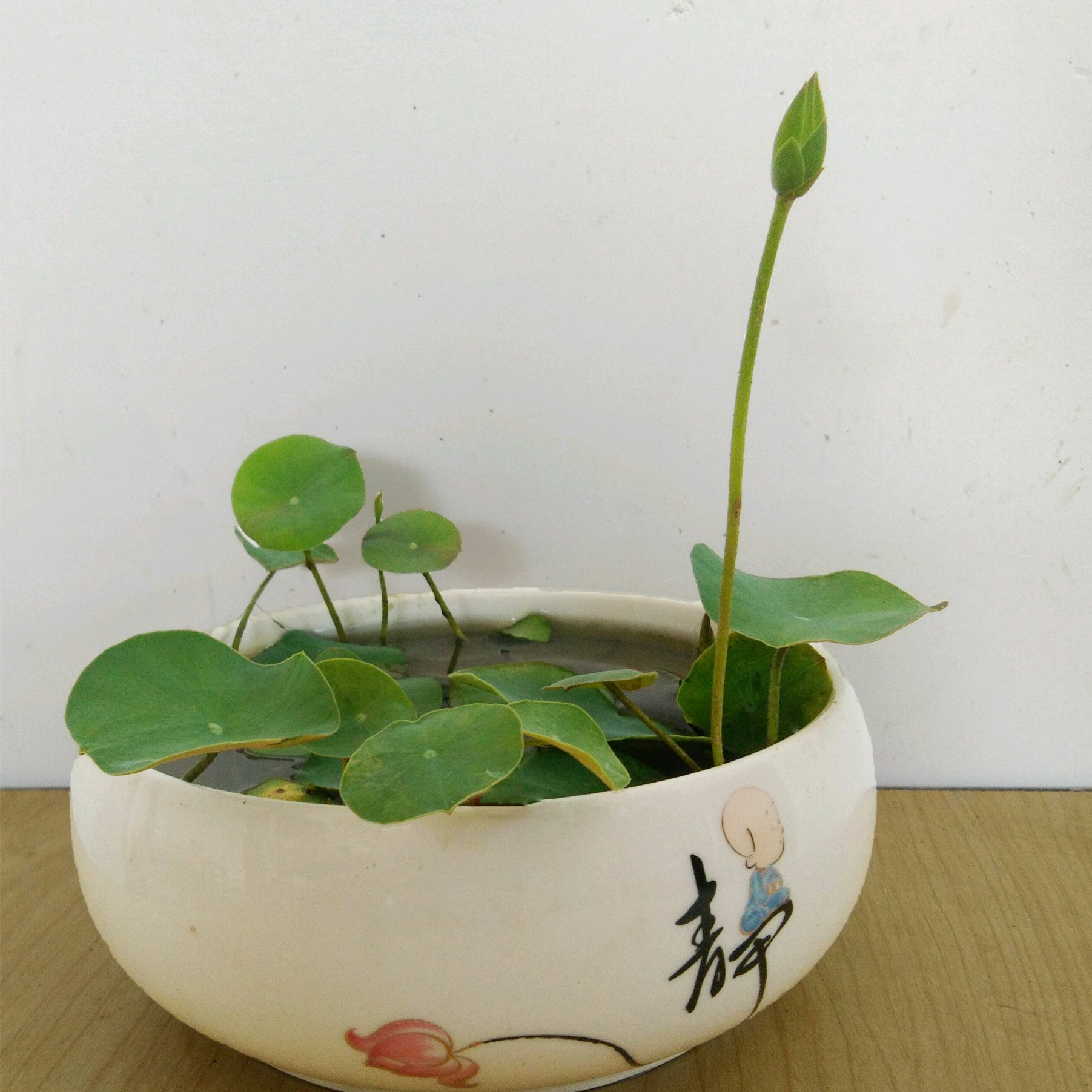 四季播种水生 迷你碗莲种子 睡莲荷花水培植物室内盆栽花种子