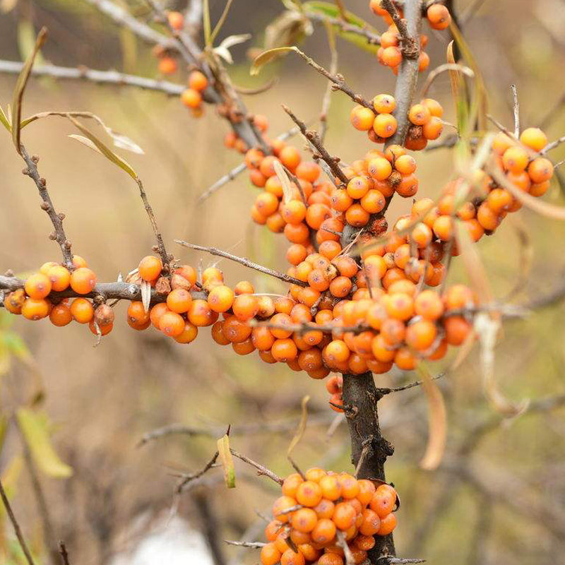 沙棘果 新鲜吕梁山野生沙棘1斤装买5斤送1斤鲜果沙棘酵素榨沙棘汁
