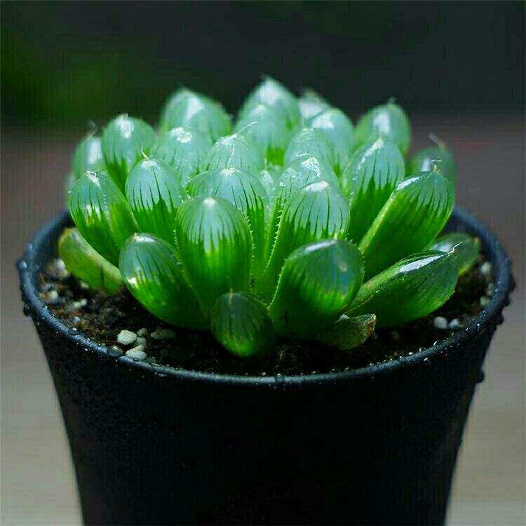 厦门私家花园帝玉露特选品种日本进口实生窗透亮图三母本多肉12卷_7折