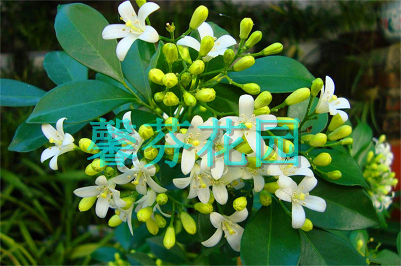阳台芳香盆栽九里香花苗庭院园林绿植千里香四季常绿带花苞