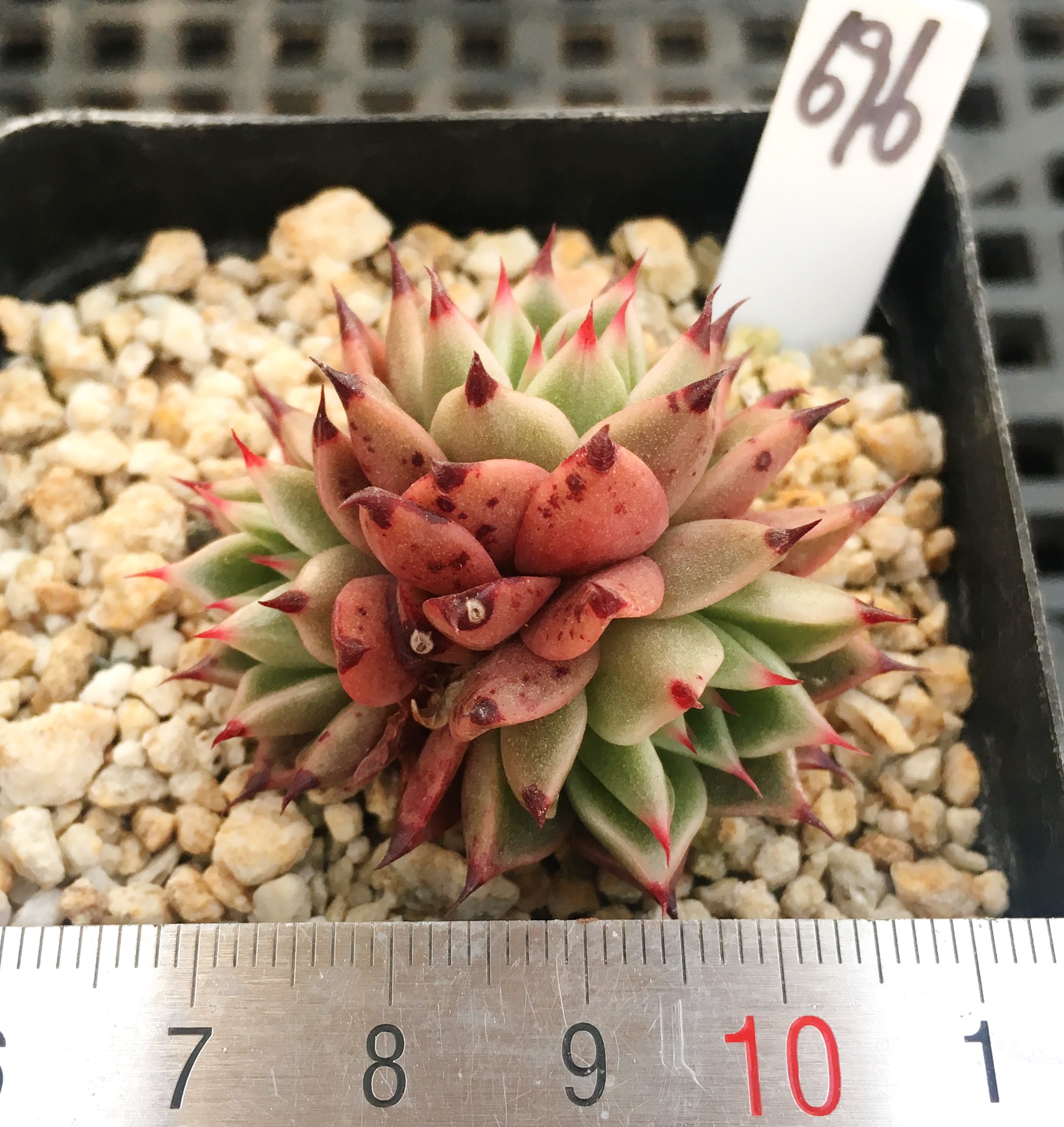 多肉植物 多肉 万圣夜 有根 一物一图 办公室 肉肉 植物盆栽