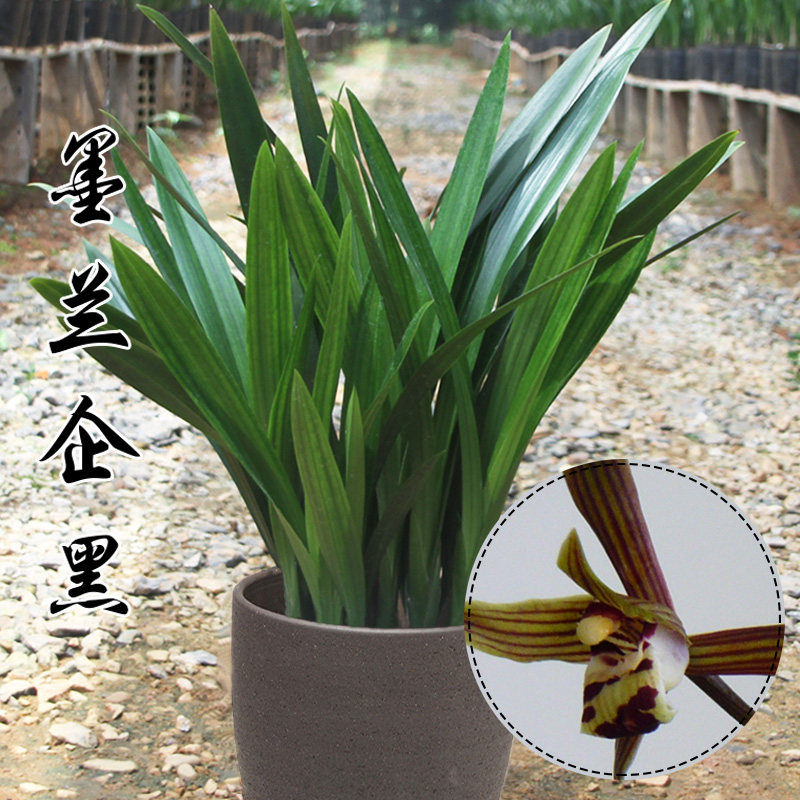 金边达摩兰花 矮种墨兰花盆栽植物 室内花四季常青花卉 观花好养