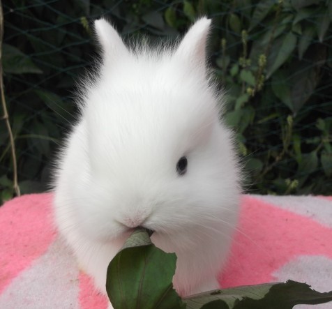 可爱 萌 活泼 健康的宠物兔——纯白猫猫兔 疫苗已打_7折