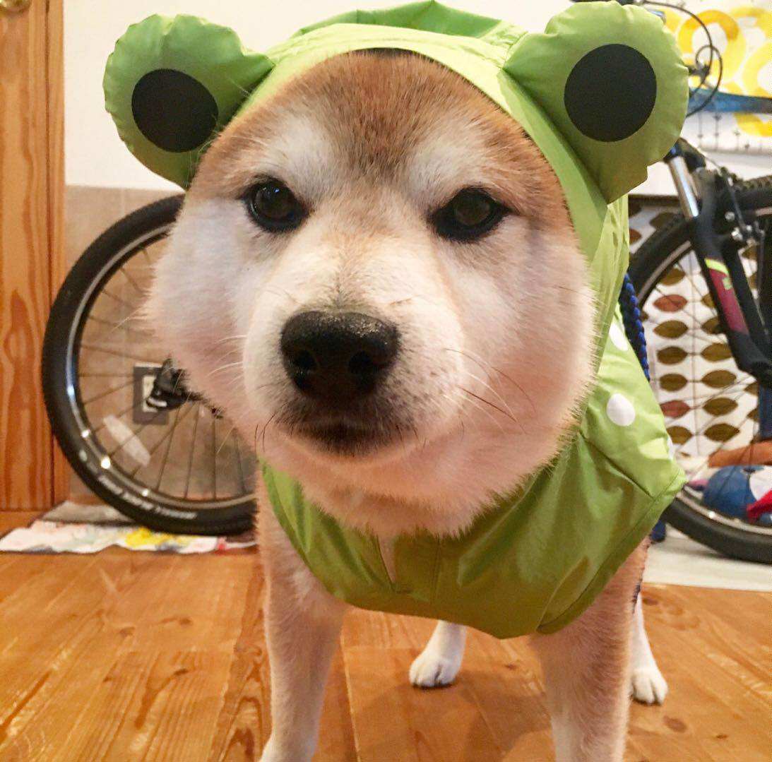 特价狗雨衣_l(现货)柴犬日本网红同款新品宠物青蛙雨衣防水收纳宠物