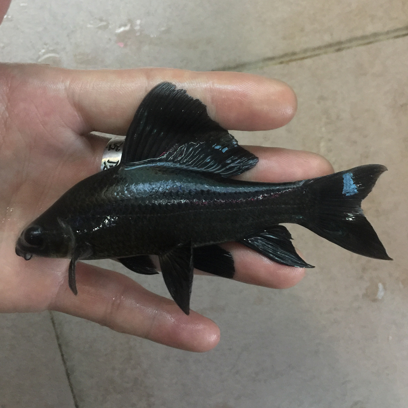 鲨鱼活体 观赏鱼