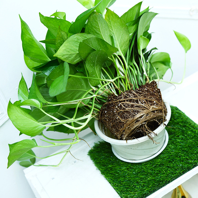 带盆栽好土培水培绿萝盆栽室内植物长藤绿箩吊兰花卉吸除甲醛绿植