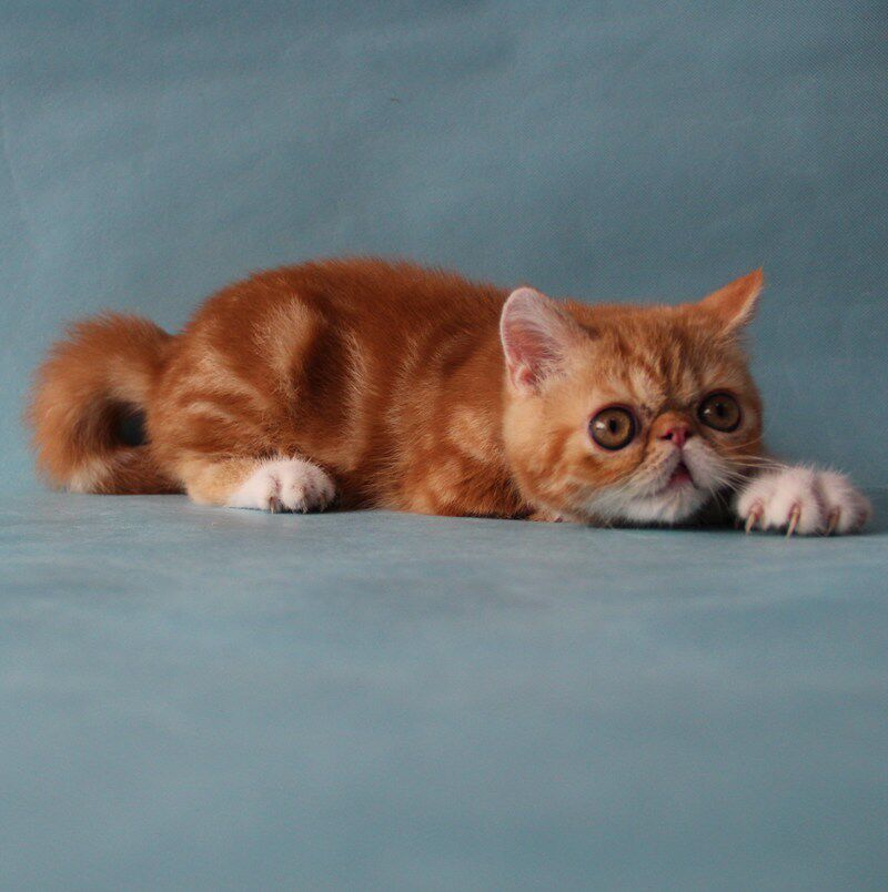 热销加菲猫_南京唐钰纯猫店-精品红白双色加菲猫-大眼睛粗尾巴-性格