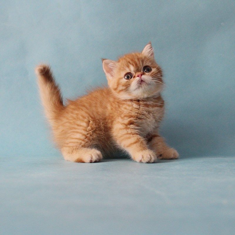 橘猫_阜阳纯种猫-阜阳加菲猫-实体店销售包存活-猫瘟质保三十天-橘猫