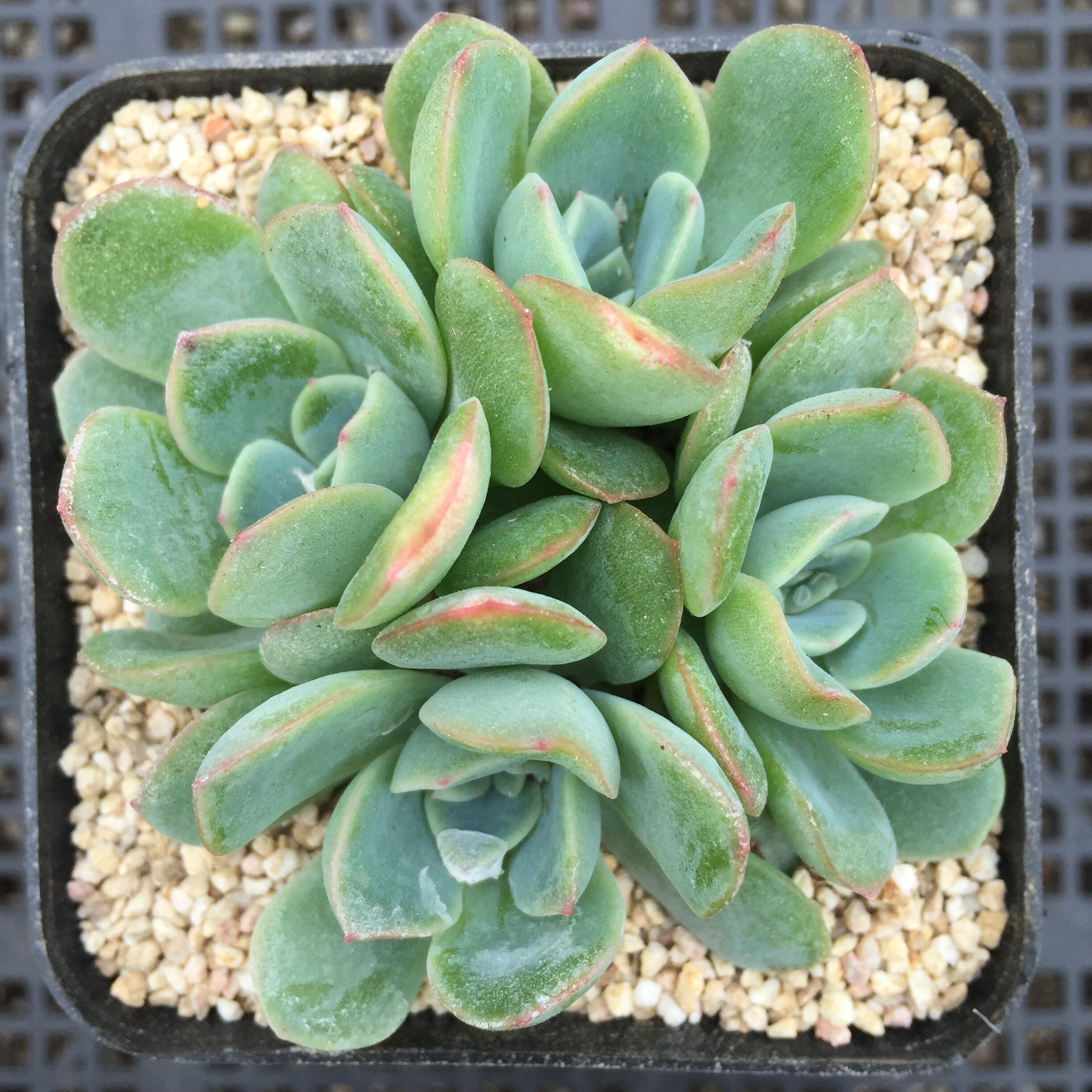 多肉植物 莎莎女王 群生3到4头 新手特价肉肉盆栽