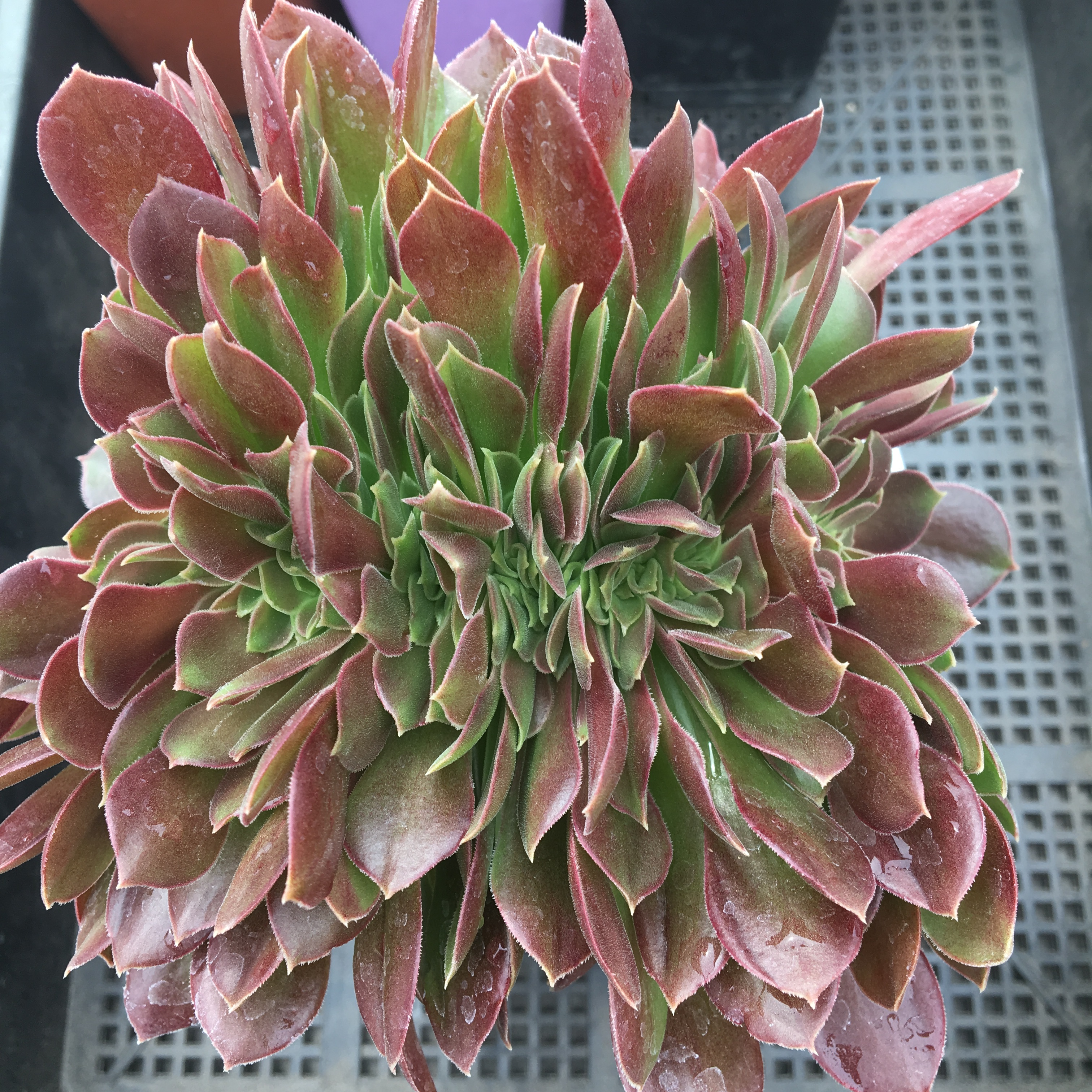 多肉植物 法师缀化 老桩 10-15厘米 新手特价 如图发货