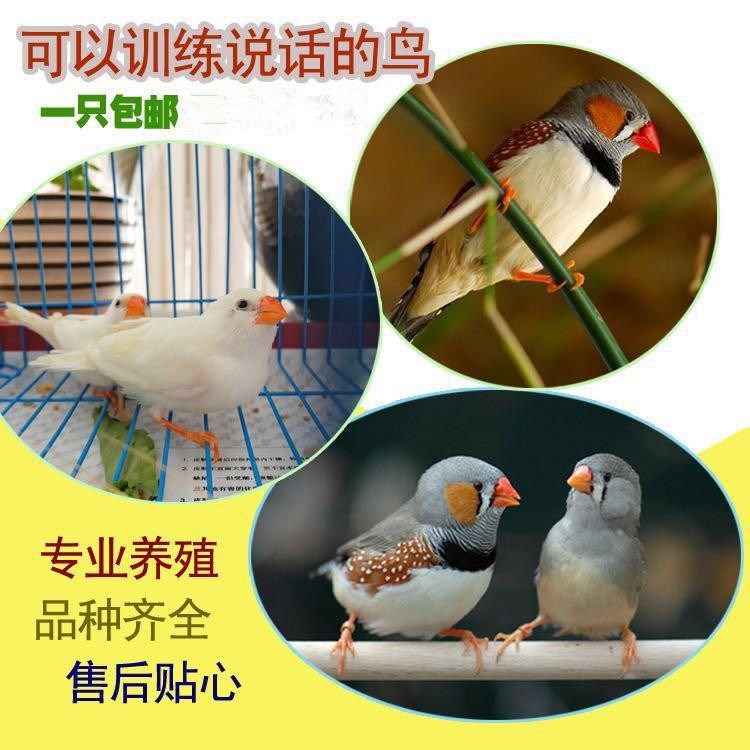 宠物活体鸟 一对_说话鸟宠物鸟活体珍珠活体鸟七彩文鸟观赏鸟一对包邮