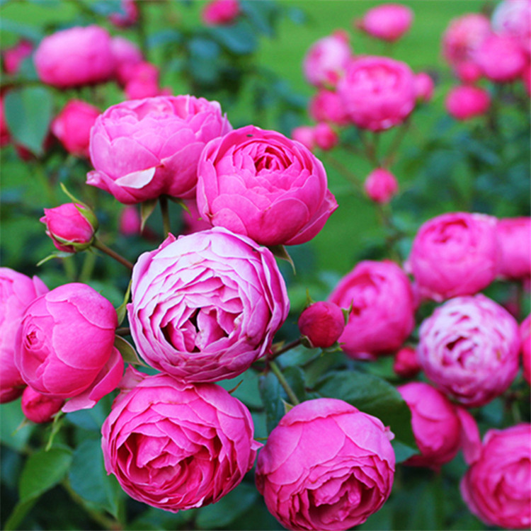 爱种花的王大爷月季艾拉绒球精品v16盆栽苗四季