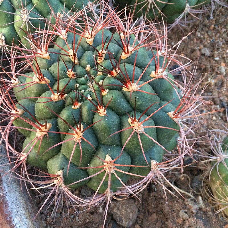 【花博会_ 仙人球新世界】特大号落地 仙人掌多肉植物非常容易