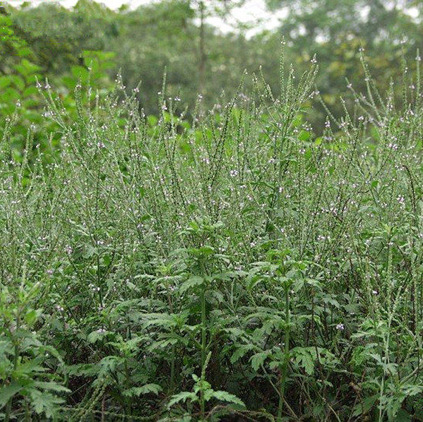 野生马鞭草 紫顶龙芽草 野荆芥 龙芽草 老鼠尾巴草 干