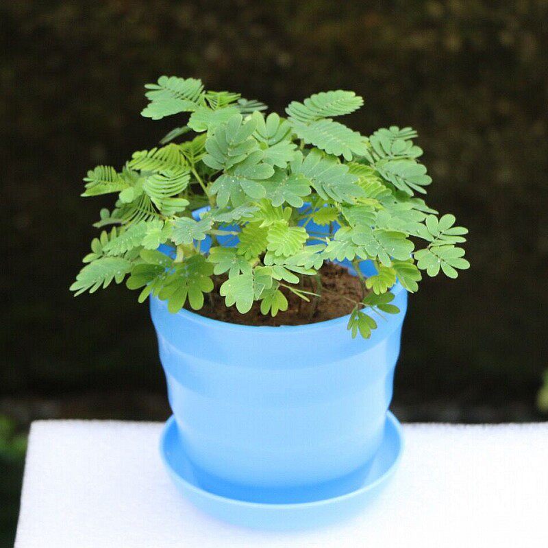 阳台植物盆栽 绿植_含羞草盆栽办公室内趣味迷你植物一碰害羞草苗阳台