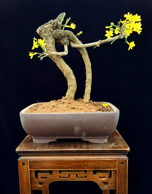 一物一拍 精品迎春花盆景 老根迎春微型盆栽 提根 虎蹄迎春包邮
