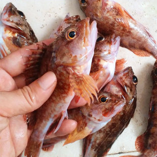 湛江海鲜水产鲜活野生虎头鱼石翁鱼石狗公鱼石头鱼石斑鱼类深海鱼