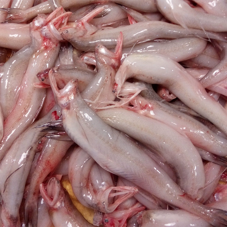 豆腐鱼海鲜大额优惠券