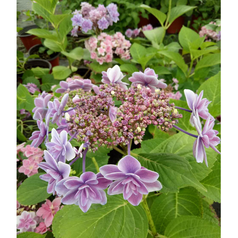 日本绣球新品 星星糖/金平糖绣球 条纹绣球 非常漂亮_双氙车灯改装网