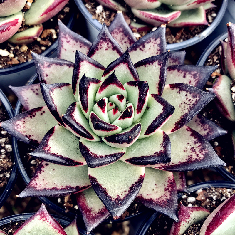 正版黑檀汁纯种乌木 多肉植物 布朗先生的古董