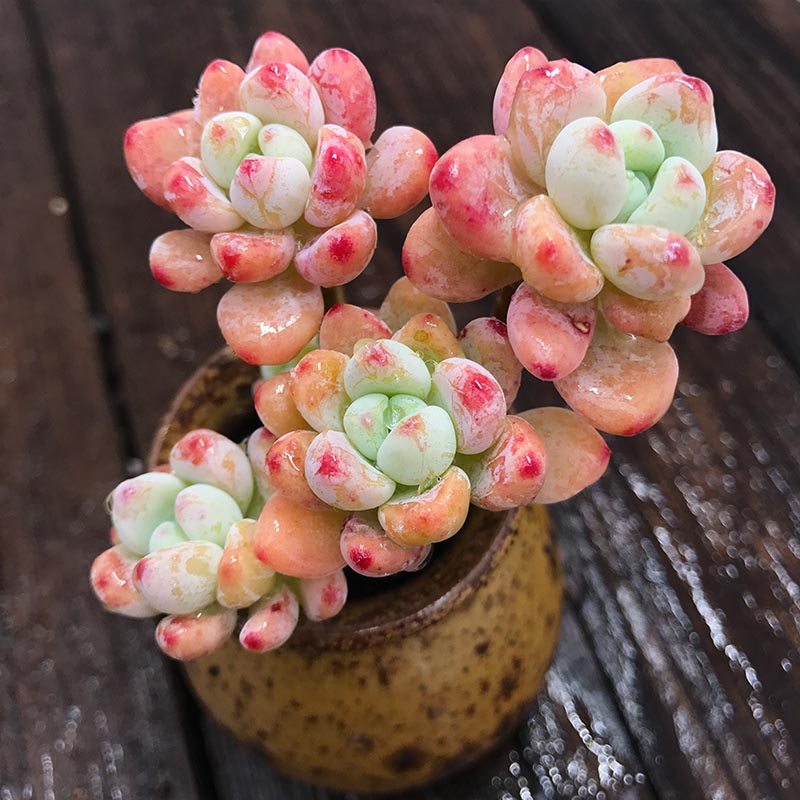 老庄多肉植物_罗琦一物一拍 多肉植物粉劳尔多肉植物 小老庄群生优惠