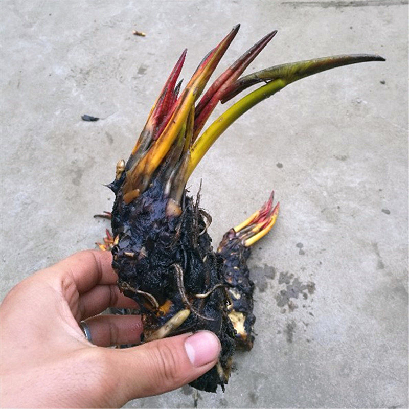 池塘水池 大睡莲睡莲根块 水培植物 水生根块 大睡莲花根茎包成活