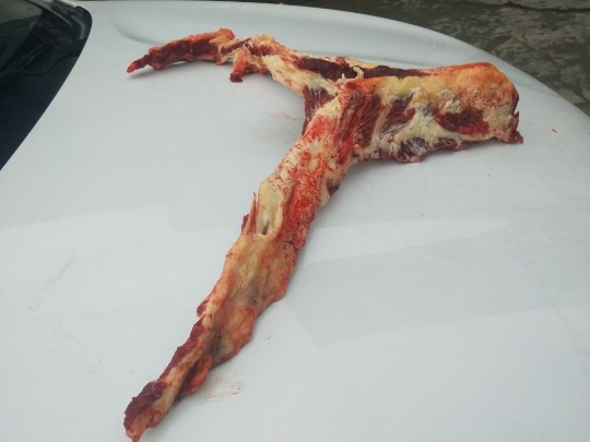 牛肉新鲜 现杀_贵州黄牛牛骨头新鲜现杀生牛肉黄牛脆骨月牙骨牛飞机骨