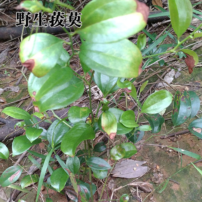 野生草药材新鲜菝葜根金刚藤/铁菱角乌鱼刺 金刚刺根 限时包邮