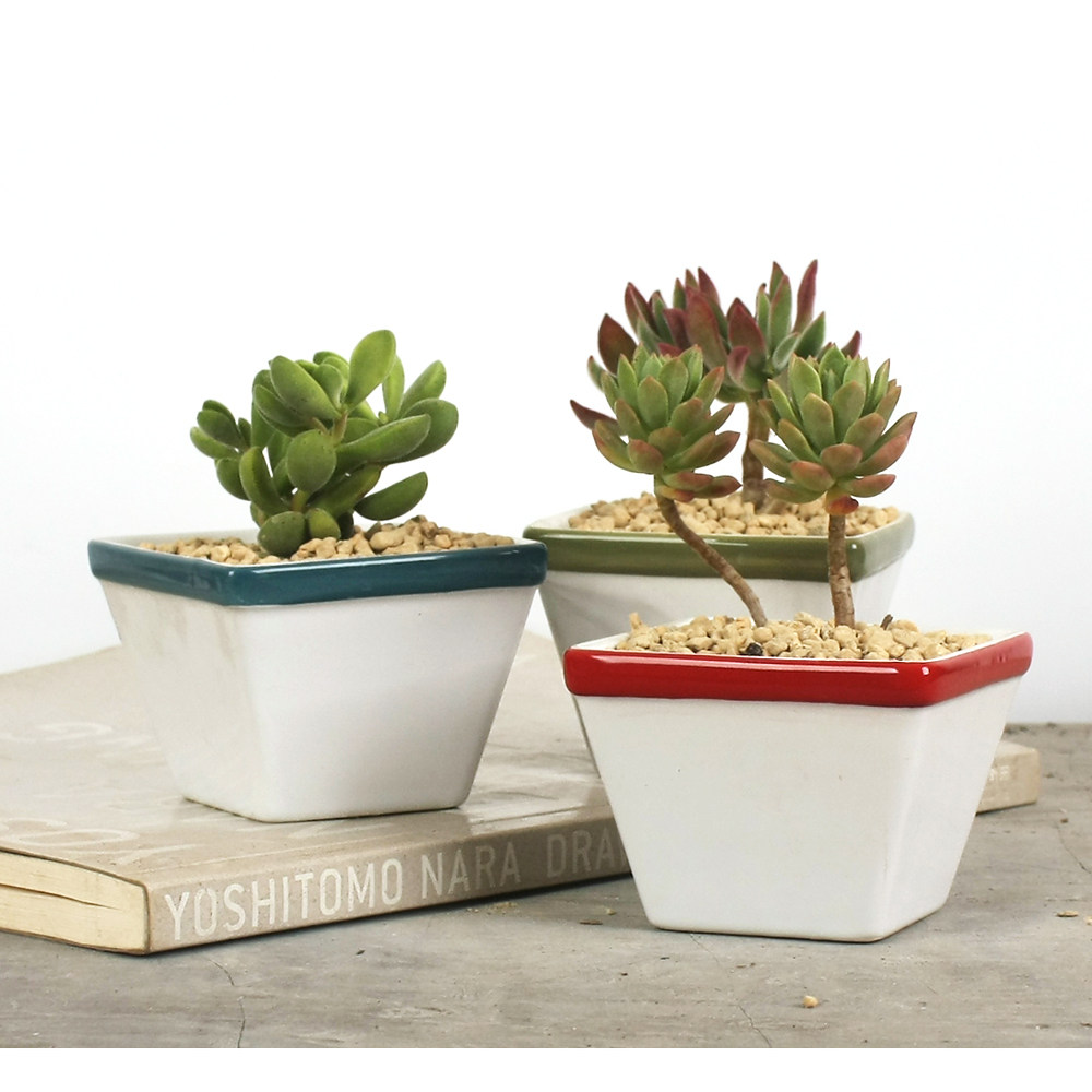 多肉小花盆 简约_釉面瑕疵特价 简约彩色边梯形小花盆 多肉植物陶瓷