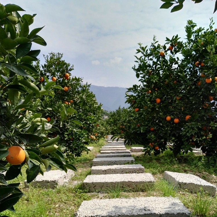夏橙脐橙十斤包邮 新鲜秭归脐橙子水果孕妇纯