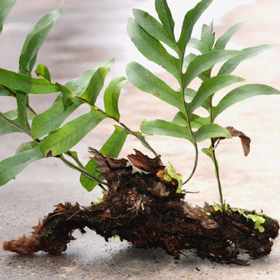 新鲜野生骨碎补毛姜爬岩姜石岩姜猴姜申姜崖姜泡晒醋防脱生发秃头