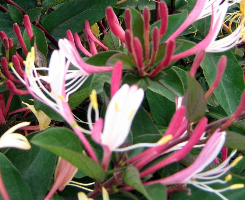 热销园艺植物 庭院_五彩金银花庭院园艺攀援爬藤月季绿植树苗 盆栽