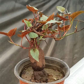 攀爬常绿油麻藤花苗常春四季长青庭院牛马藤油麻藤绿植大血藤