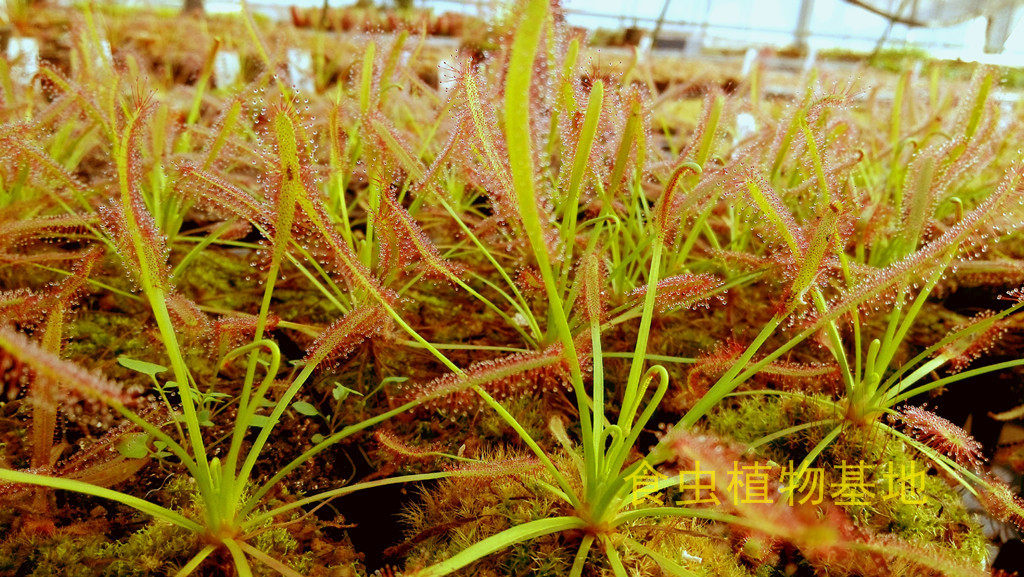 食虫植物-矿红好望角茅膏菜(漂亮大型造景景观花卉绿植)