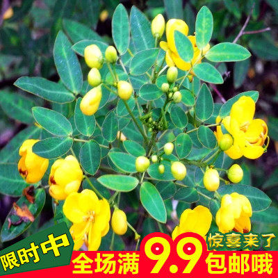 虾夷葱 驱虫杀菌 净化空气 装香草种子药用 可以食用 约50粒_不打折