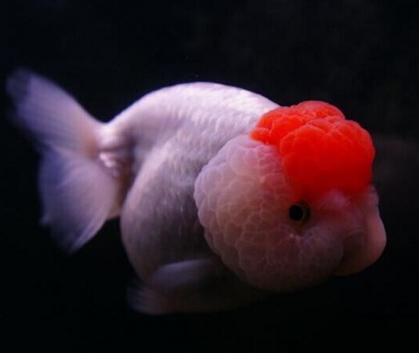 特价金鱼活体 招财鱼_红顶虎头金鱼活体/兰寿冷水鱼精品观赏金鱼直销