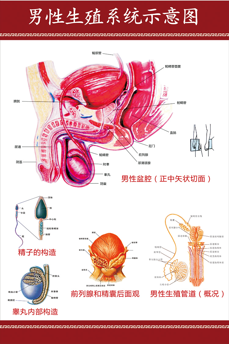 生殖器官_男性生殖系统盆腔示意图医学宣传挂图人体器官解剖图医院