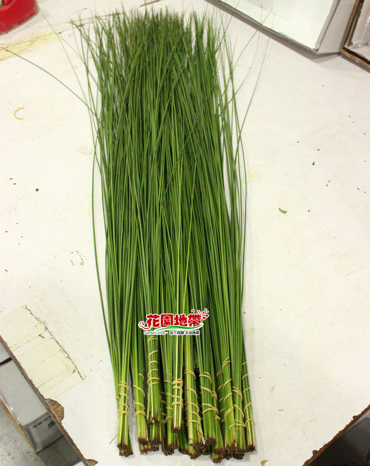 全民k歌鲜花 套餐_新鲜发货 进口钢草配材 艺术插花配草 钢草插花