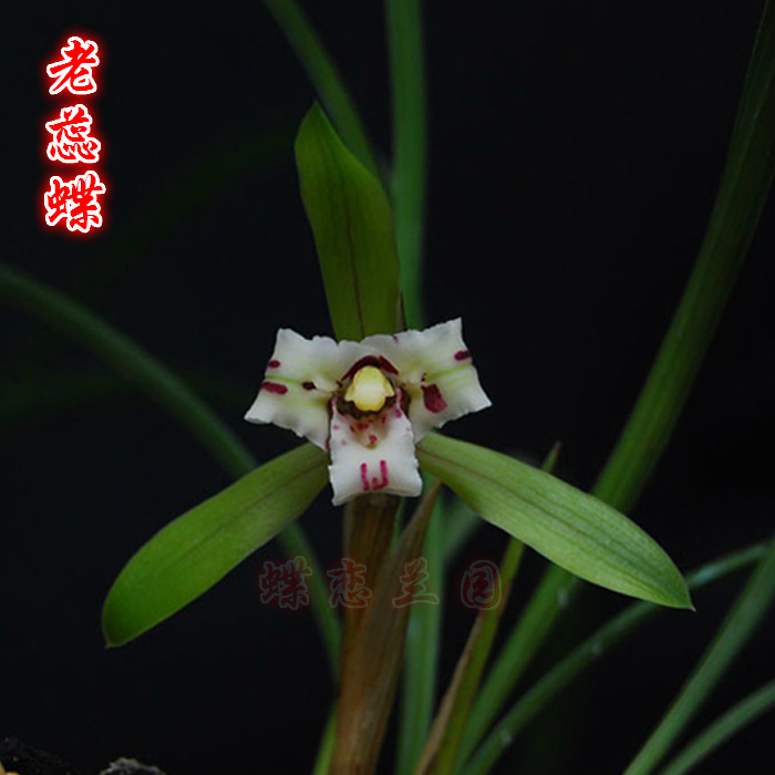 蝶恋兰园 老蕊蝶 细叶兰花苗浓香春兰奇花实物拍摄花卉植物包邮图片