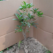 【状元红桂花树苗】_状元红桂花树苗图片