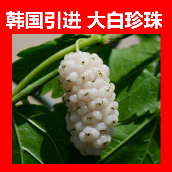 夏果蜂蜜柚子茶_小夏果桑 韩国大白珍珠地栽盆栽南方北方种植桑葚苗