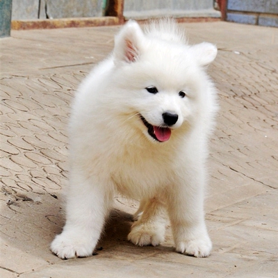 出售纯种萨摩耶幼犬微笑天使大骨架萨摩耶犬 雪橇犬 活体宠物狗狗