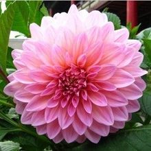 【大丽花种球】最新最全大丽花种球搭配优惠_一淘网