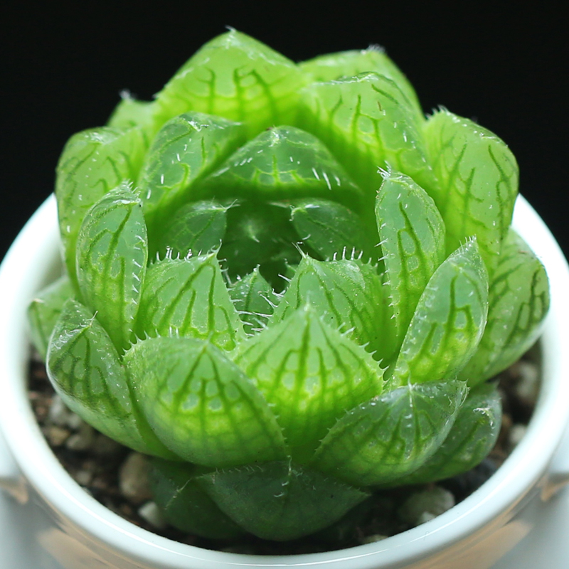 壹分皿 多肉植物樱水晶玉露十二卷属多肉 肉肉植物办公室绿植盆栽