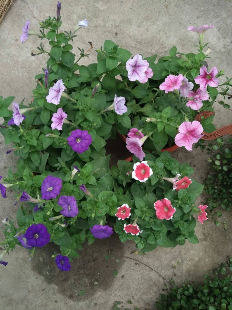 牵牛花养成花塔,只需要一条铁丝就足够了