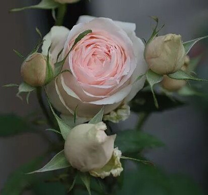 有一朵美貌的月季叫蒙娜丽莎!