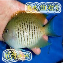 【虎皮鱼饲料】最新最全虎皮鱼饲料搭配优惠