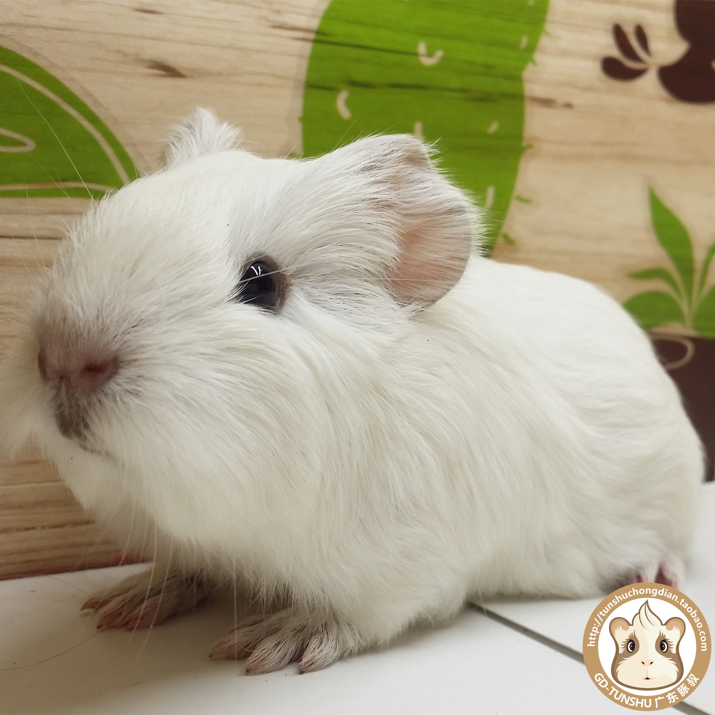 包邮家养荷兰猪豚鼠天竺鼠宠物宝宝活体纯白黑眼英短弟弟